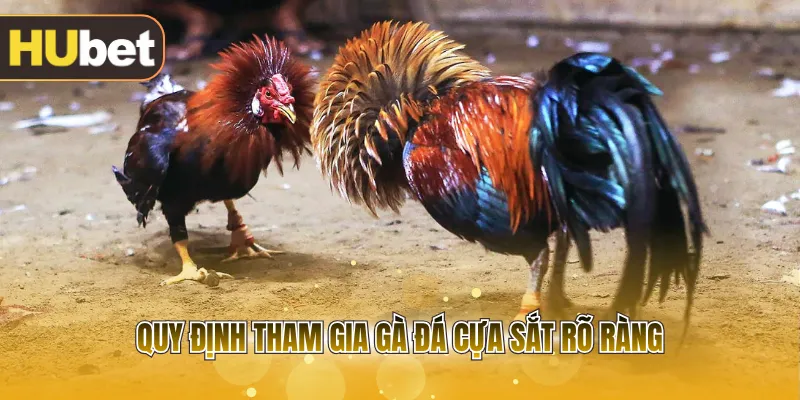 Quy định tham gia gà đá cựa sắt rõ ràng